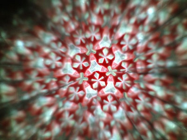 Dunavski dijalozi 2015