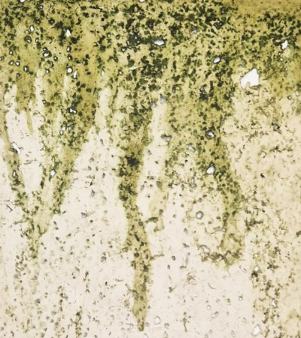 Dragiša Marinković