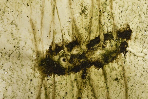 Dragiša Marinković